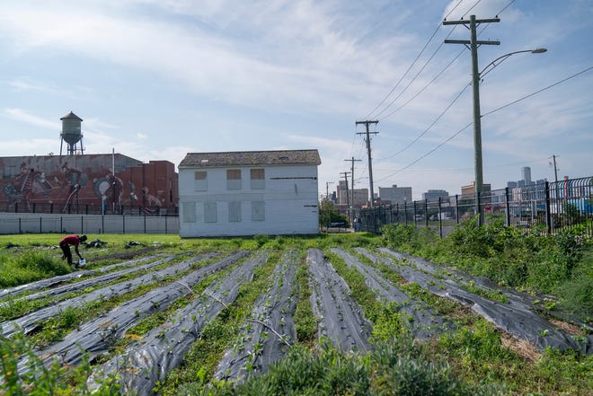 Keep Growing Detroit Farm's farm manager Akello Karamoko tends to the garden on Thursday, Aug. 17, 2023.  Detroit Mayor Mike Duggan proposed a Land Value Tax that will affect businesses like Keep Growing Detroit Farm.
