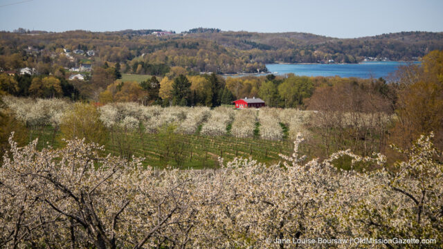 Cherry blossoms on Carpenter Hill on the Old Mission Peninsula | Jane Boursaw Photo